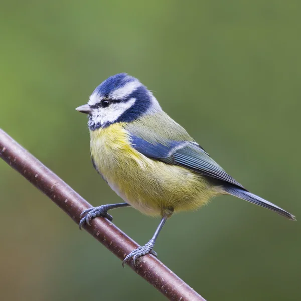 Bluetit (Parus caeruleus) — Stock Photo, Image