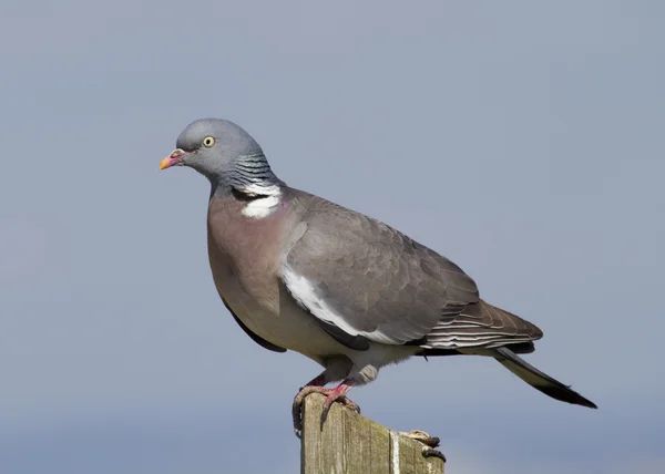 Woodpigeon ( Columba oenas ) — Fotografie, imagine de stoc