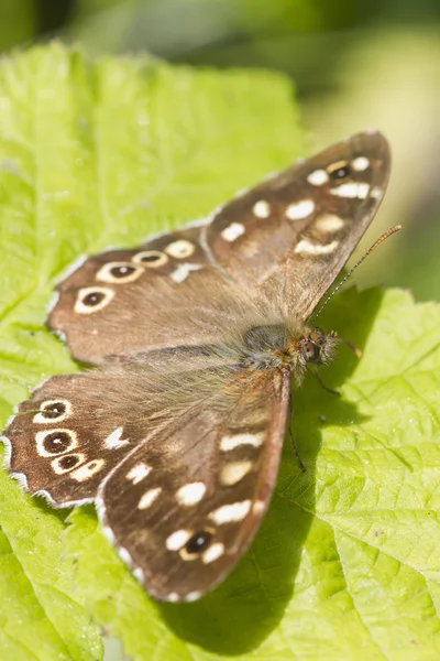 Speckled wood butterfly — Stock Photo, Image