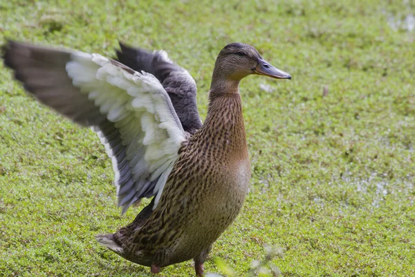 Wilde eend — Stockfoto