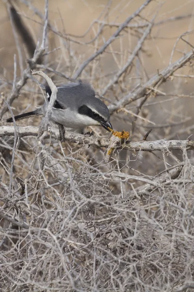 Νότια γκρι shrike - lanius Βόρεια — Φωτογραφία Αρχείου