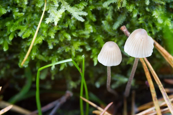 Fungus — Stock Photo, Image