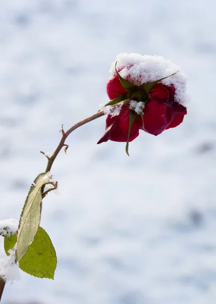 Снег на розе — стоковое фото