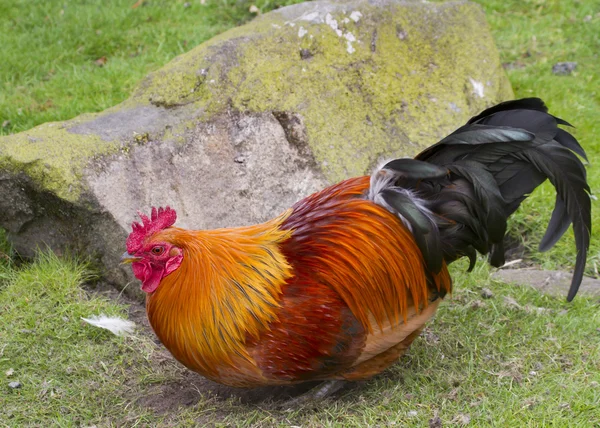 Cockerel — Stockfoto