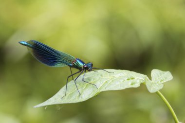 Bantlı matmazel (Calopteryx ihtişamı))