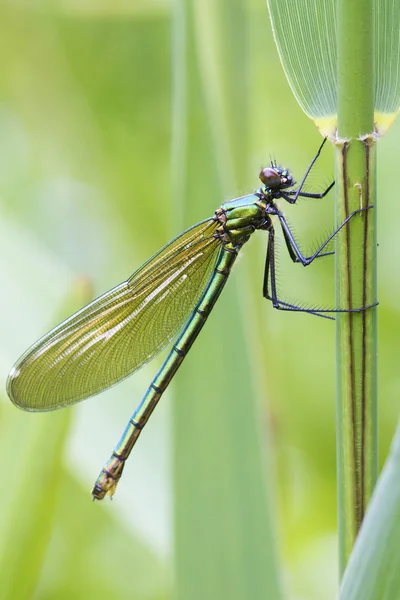 Sávos demoiselle (Calopteryx splendens)) — Stock Fotó