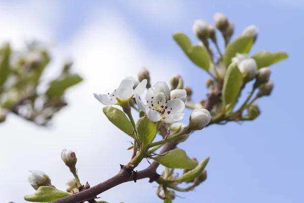 Päron blossom — Stockfoto