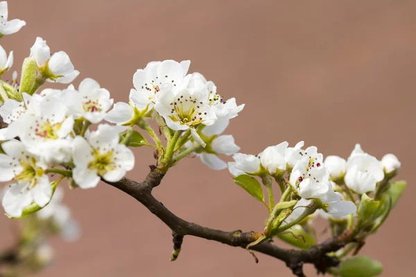 Birnenblüte — Stockfoto