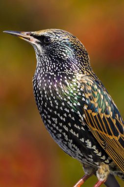Starling (Sturnus vulgaris)