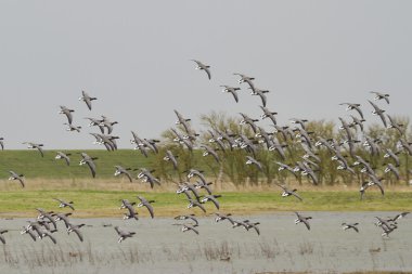 Брент гусак (Бранта bernicla)