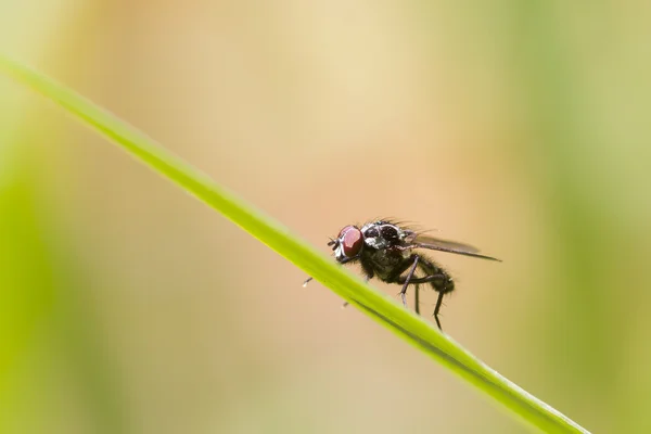 Fly on grass — Stock Photo, Image