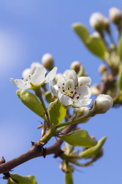 Päron blossom — Stockfoto