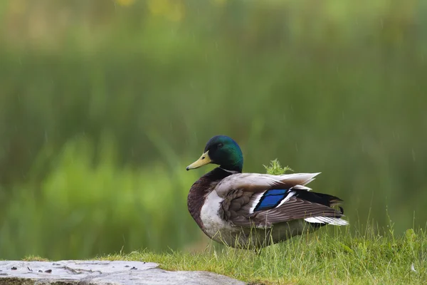 Pato de Mallard —  Fotos de Stock