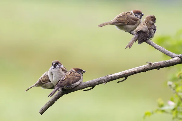 Fa veréb (Passer montanus)) — Stock Fotó