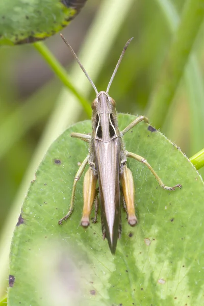 Gräshoppa — Stockfoto