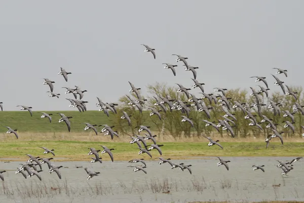 Ganso-bravo (Branta bernicla ) — Fotografia de Stock