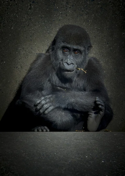 Gorille bébé — Photo