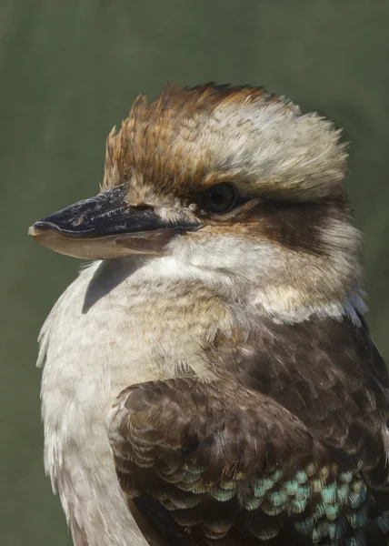 Ride kookaburra (Dacelo novaeguineae) — Foto Stock