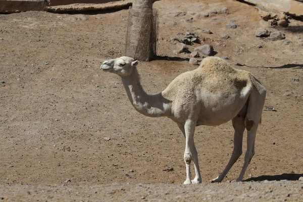 Camel — Stock Photo, Image