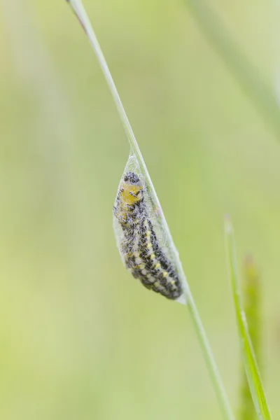 Burnet de 5 pontos Caterpillar Pupa — Fotografia de Stock