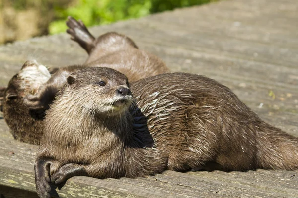 Otter( Lutra lutra) — Stock Photo, Image