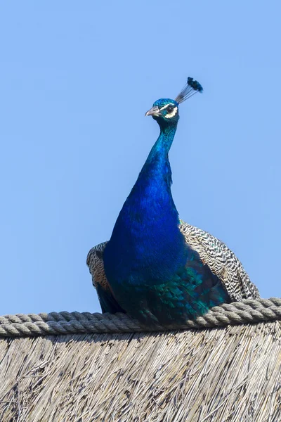 Peacock — Stock Photo, Image