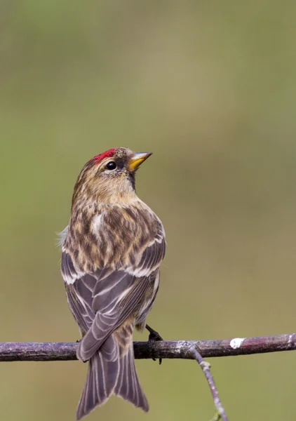 Pardillo sizerín (carduelis flammea) —  Fotos de Stock