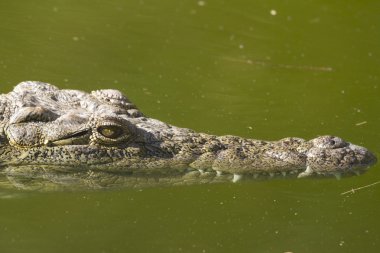 Timsah (alligator mississippiensis)