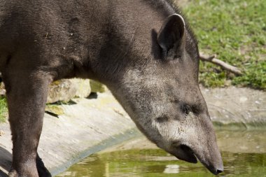Tapir