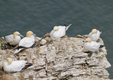 Gannet kolonisi