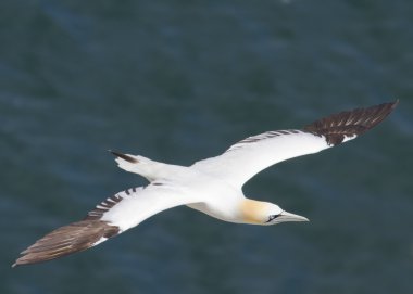 Gannet