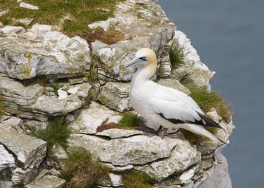 Gannet