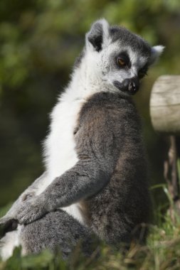 Halka kuyruklu lemur (Lemur catta)