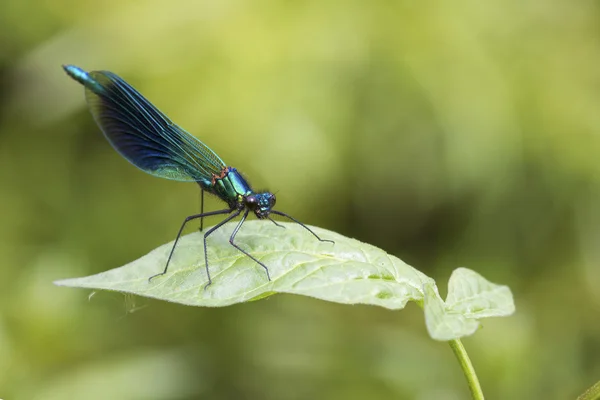 Bantlı matmazel (Calopteryx ihtişamı)) — Stok fotoğraf