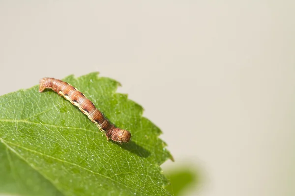 Umber screziato (Erannis defoliaria ) — Foto Stock