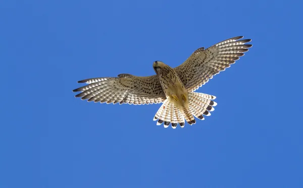 Tornfalk — Stockfoto