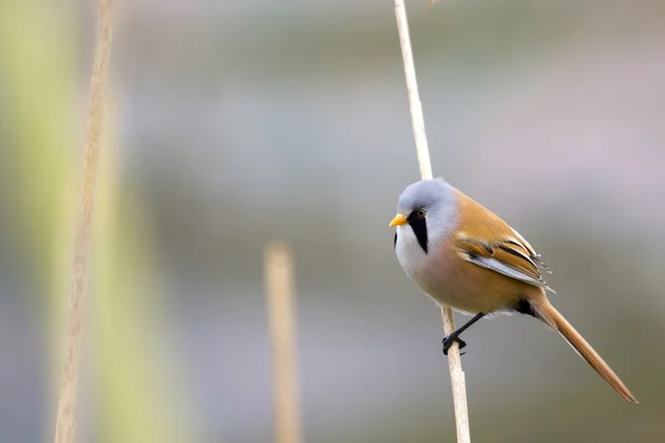 Teta barbuda (Panurus biarmicus  ) — Foto de Stock