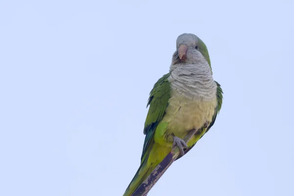 Mnišský papoušek (myiopsitta monachus) — Stock fotografie