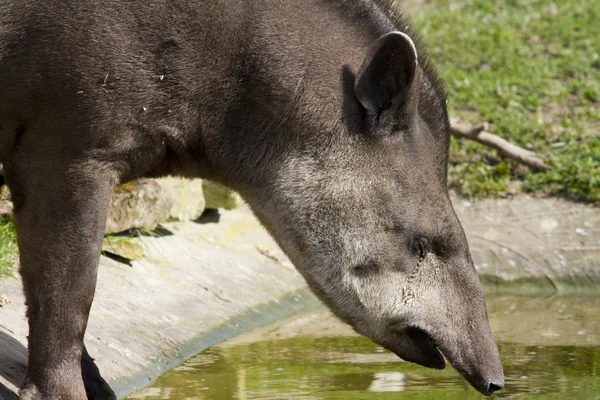 Тапир — стоковое фото