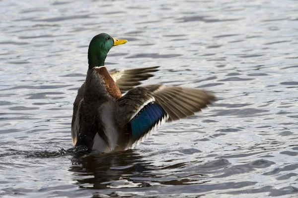 Pato de Mallard —  Fotos de Stock