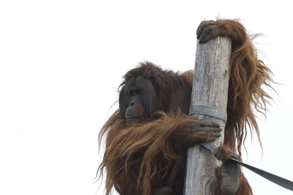 Orangutan — Stock Photo, Image