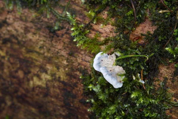 Fungus — Stock Photo, Image