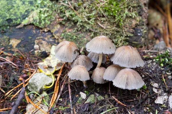 Fungus — Stock Photo, Image