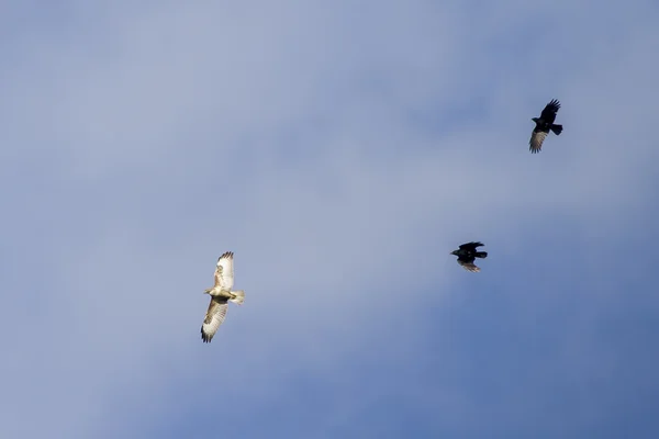 Common buzzard being chased — Stock Photo, Image