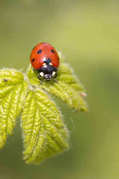 Lieveheersbeestje — Stockfoto