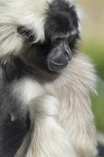 Gibbon — Photo