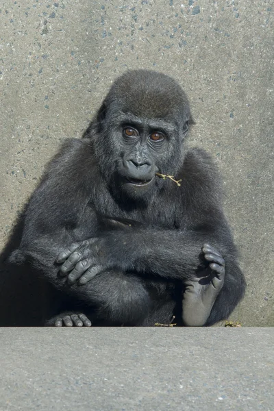 Gorillababy — Stockfoto