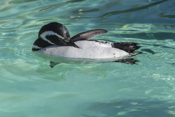 Penguin — Stock Photo, Image