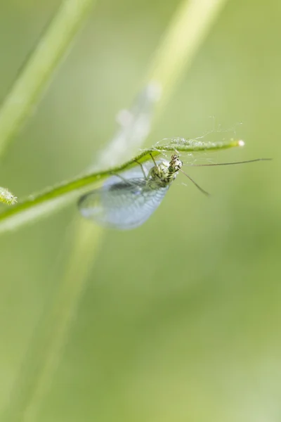 Lacciatura — Foto Stock