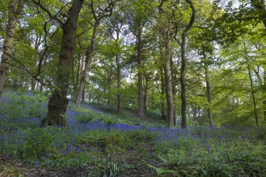 Bluebell ormanı